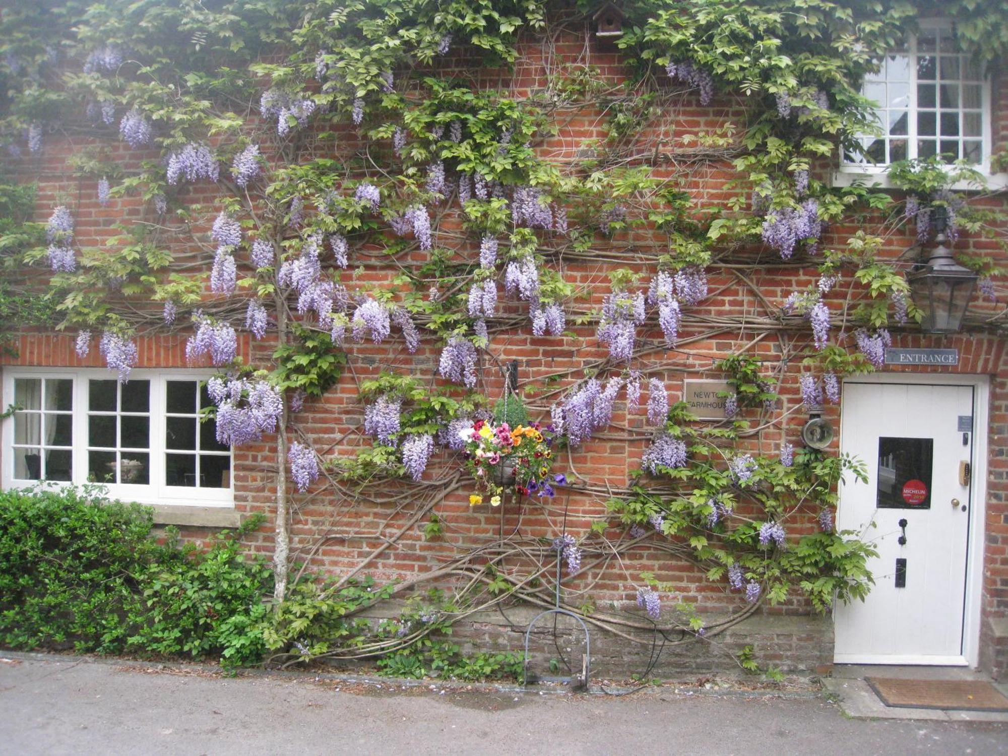 Newton Farmhouse Whiteparish Exterior foto